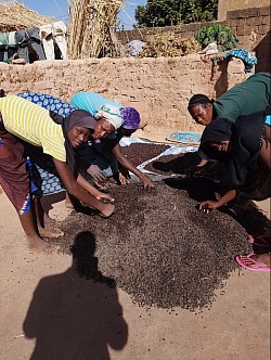 Femmes sechant les graines de néré