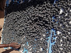 Boules de soumbala en sechage